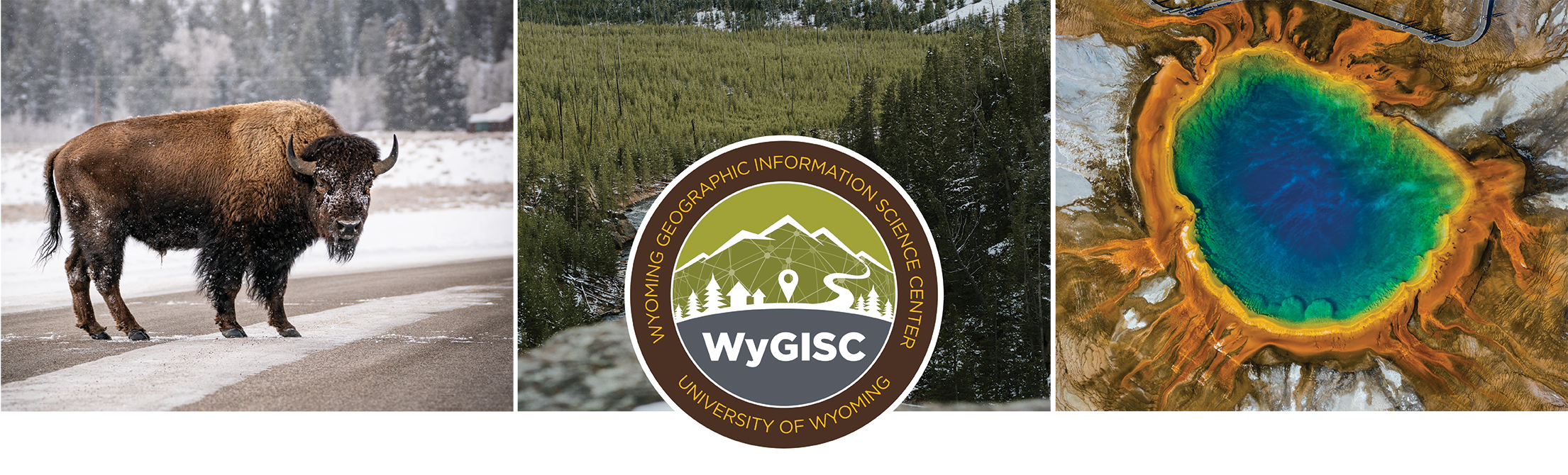 buffalo, trees, and yellowstone, with wygisc logo on top