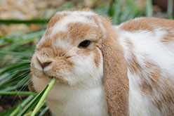 a tan and white lop eared rabbit nibbling grass