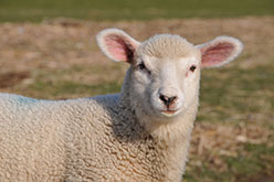 a white ewe lamb