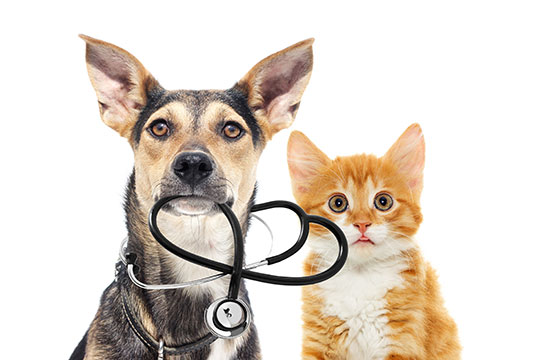 Dog holding a stethoscope and a cat.