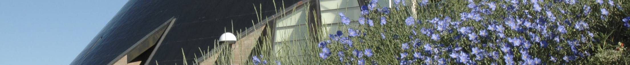 AHC cone with blue flax flowers