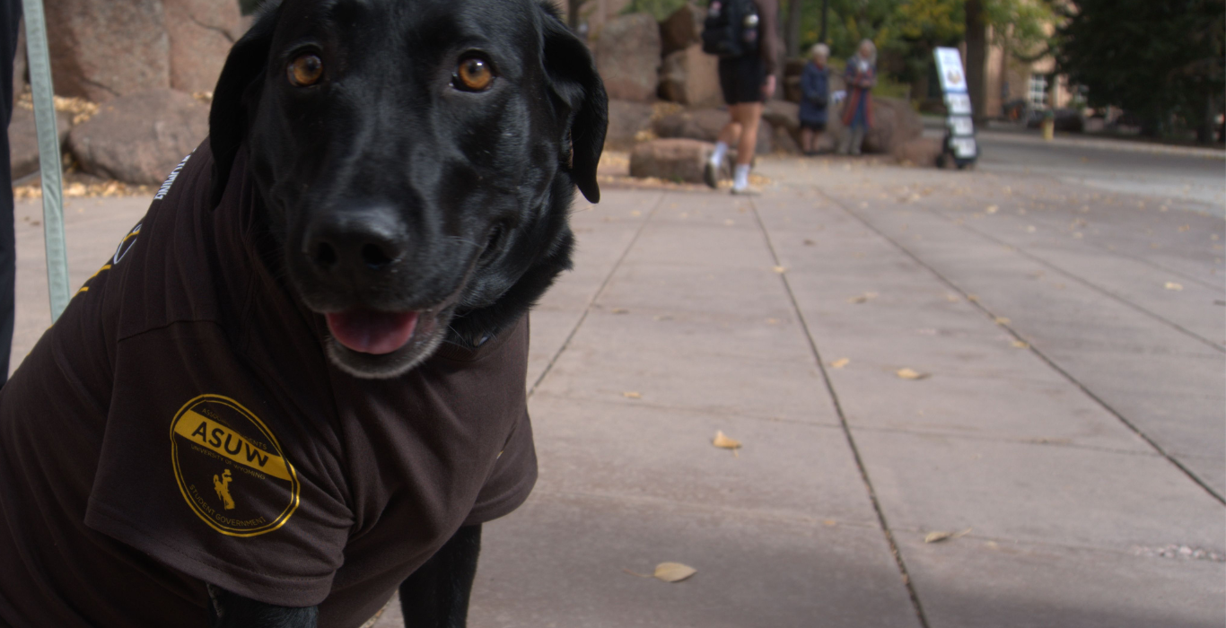Dog with ASUW t-shirt on