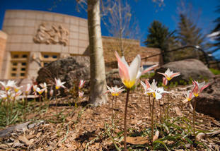 flowers outside the college of education