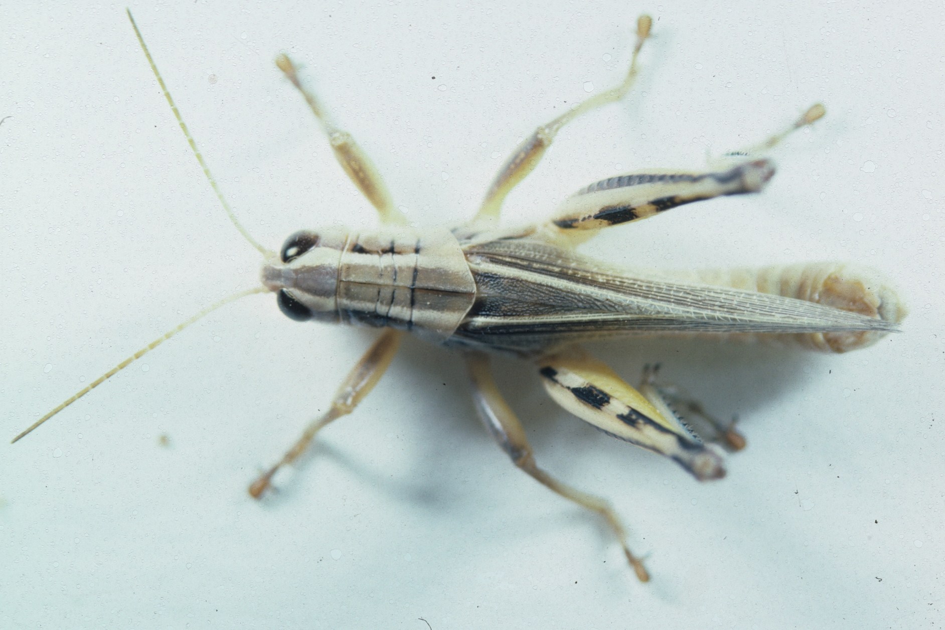 Twostriped Grasshopper | Grasshoppers | Entomology | University Of Wyoming