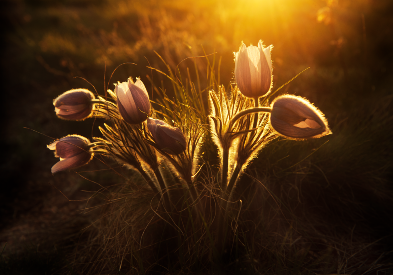 flowers in the glow of a sunset