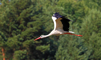 stork flying against a background of trees