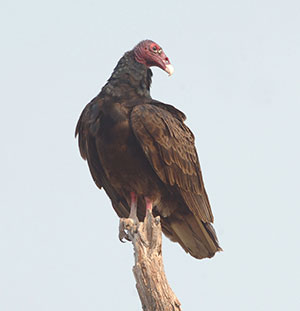 turkey vulture perched on a dead tree limb