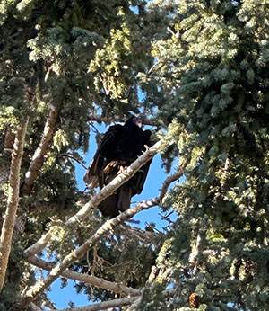 turkey vulture half-hidden in tree