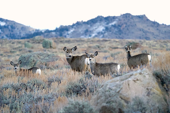 bison grazing in front of a stone arch