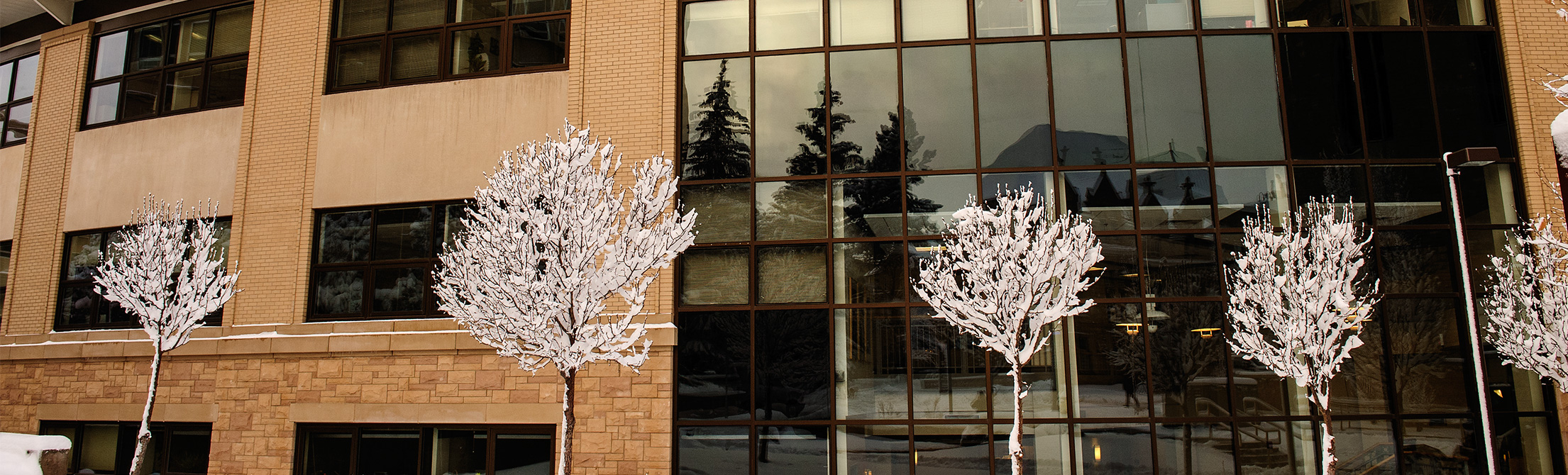 snowy trees in front of building