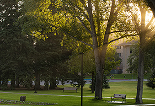 Sunlight shines through the trees on campus.