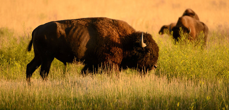Buffalo