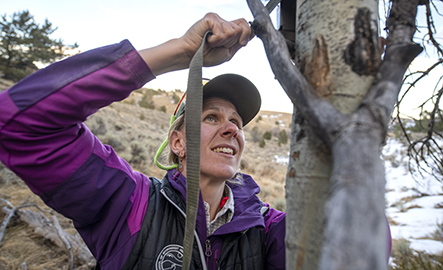 Haub Researcher putting a device on a tree