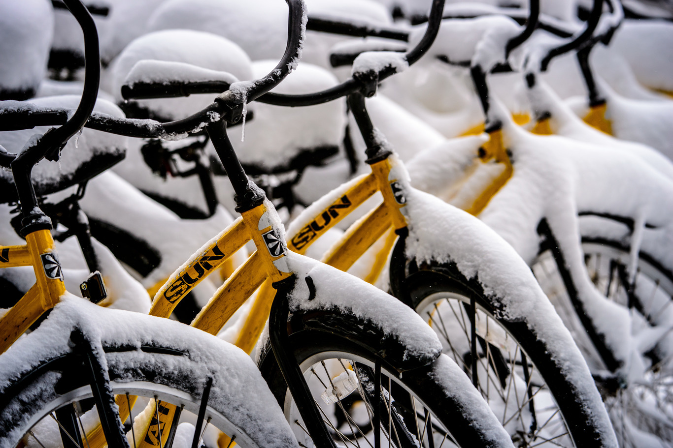 A row of yellow bikes covered in snow