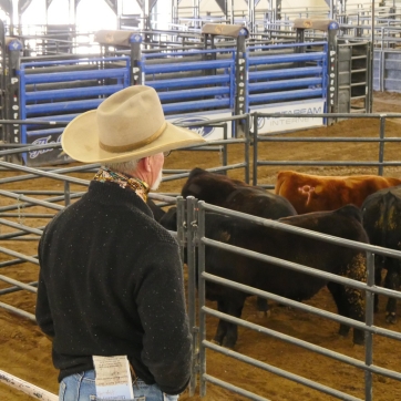 a person in a cowboy hat is seen from over the shoulder looking at a pen of cows