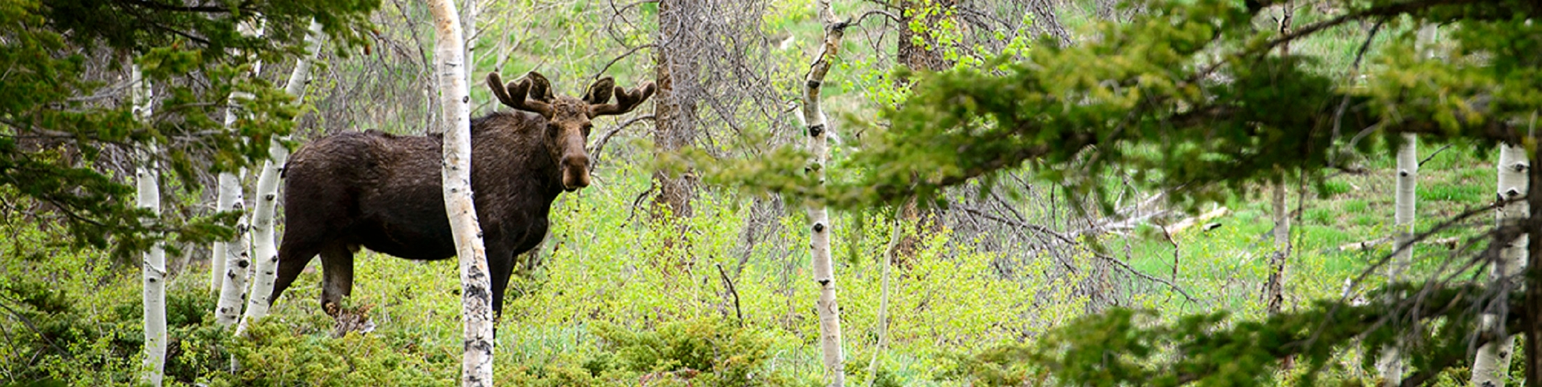 Image of a moose in an aspen grove