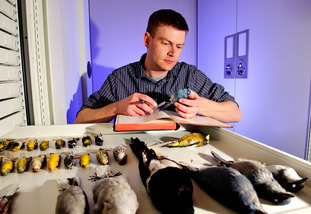 Matt Carling looks over taxidermy birds in the Berry Center storage rooms.