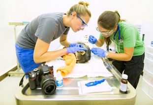 Two researchers work over a racoon on a lab table at Red Buttes research facility