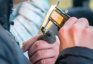 A researcher measures a bird beak.